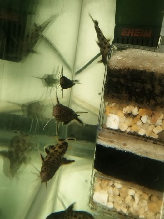 Synodontis petricola dorosłe tanganika