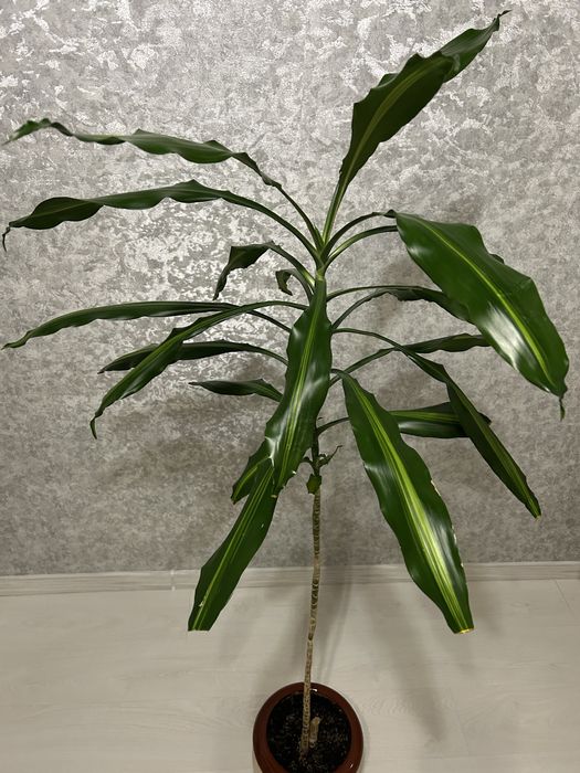 Квіти великі Дроцена широколистная