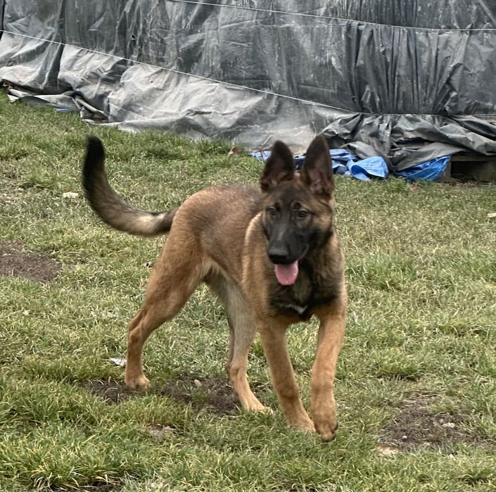 Owczarek malinos belgijski