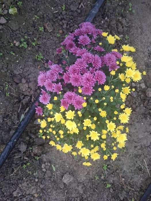 Хризантема мультифлора 3в1, мікс кольорів,  вишиванка