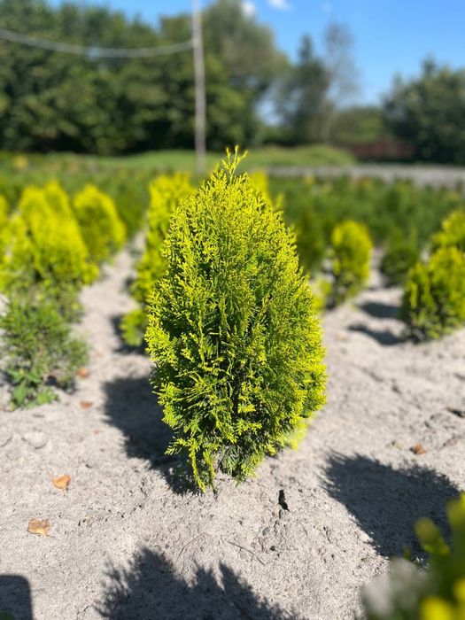Туя Смарагд Варіагата Колумна Ауреа Нана Ялівець