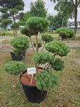 Bonsai sosna czarna i pospolita
