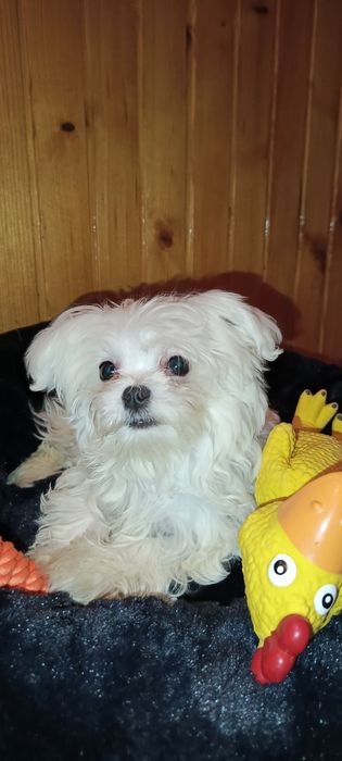 Mini sunia maltanczyk