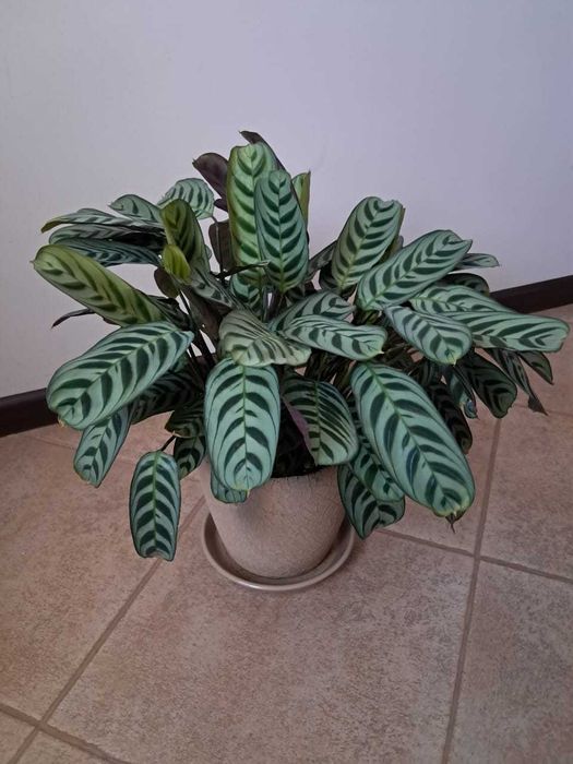 Калатея в горшку