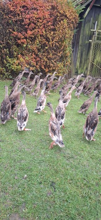 Kaczki biegus indyjski