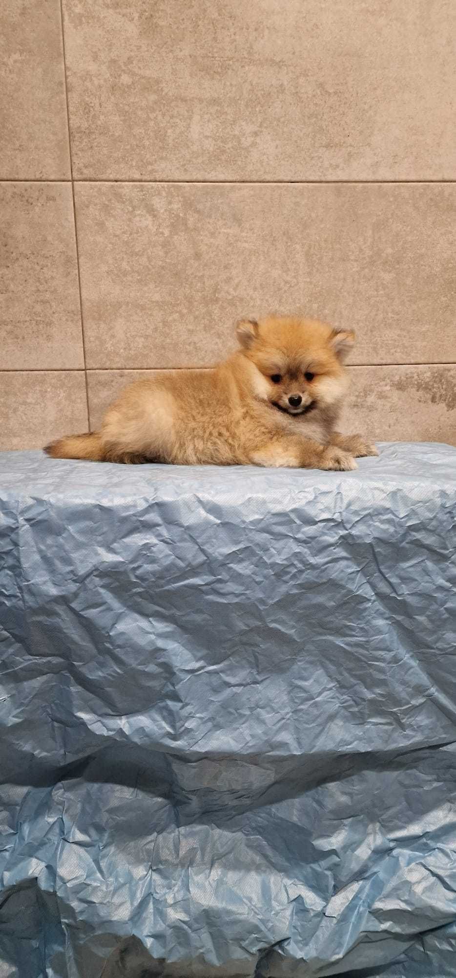 Lulu da Pomerânia anão/mini de excelência (oportunidade única)