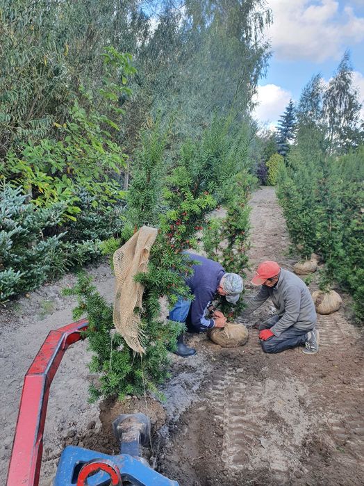 Cis HICKSII Densiformis TAXUS 200 cm kopany maszyną SZKÓŁKOWANY