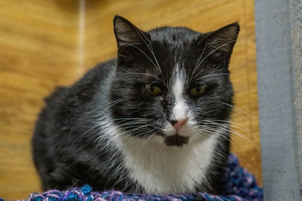 Rafiki, śliczny przyjacielski kot do adopcji