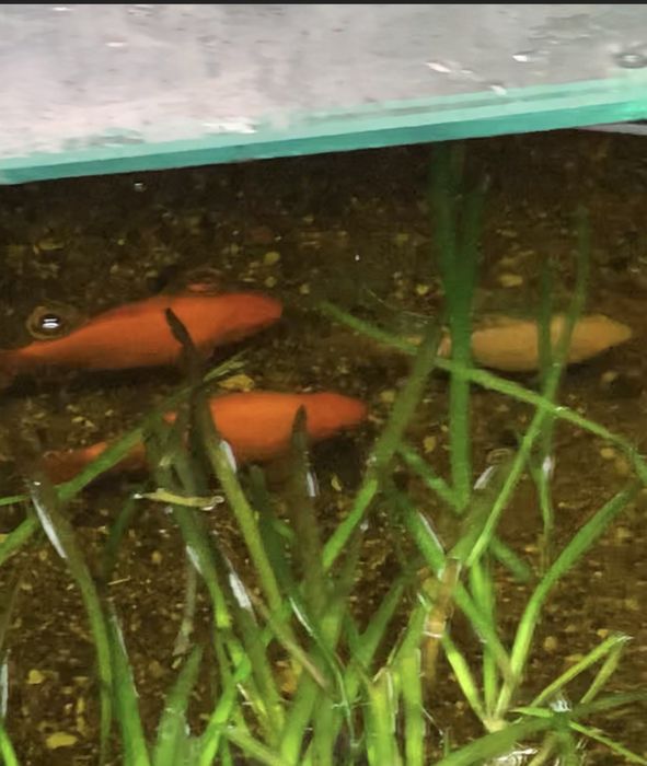 Peixes de agua fria para lagos