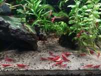 Krewetki "Sakura" Red Cherry (wysyłam) 2,5 zł/1szt.