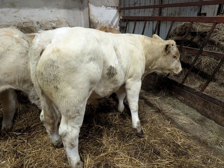 Sprzedam odsadki byczki i jałówki polskie duże ilość