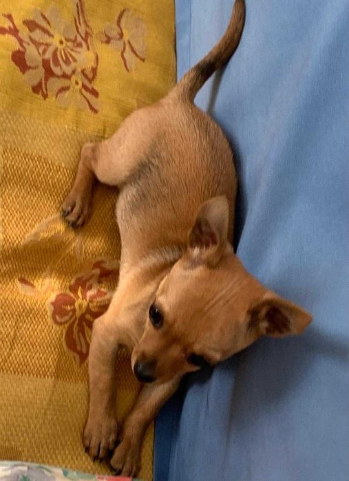 Doação de 3 cadelinhas de porte pequeno