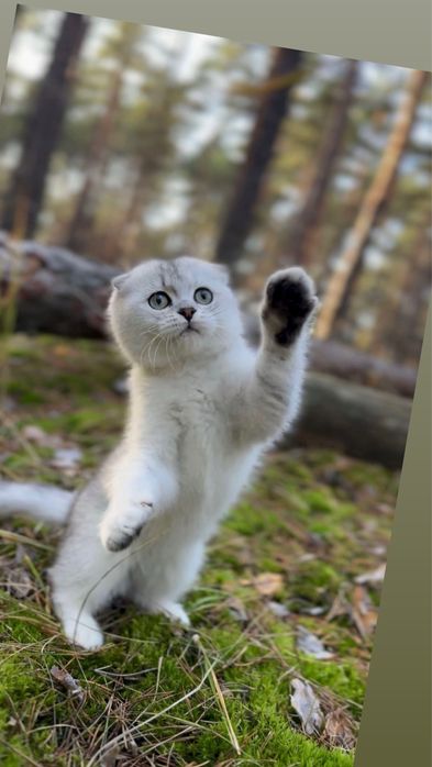 Киця дівчинка шотландська чистокровна породна висловушка