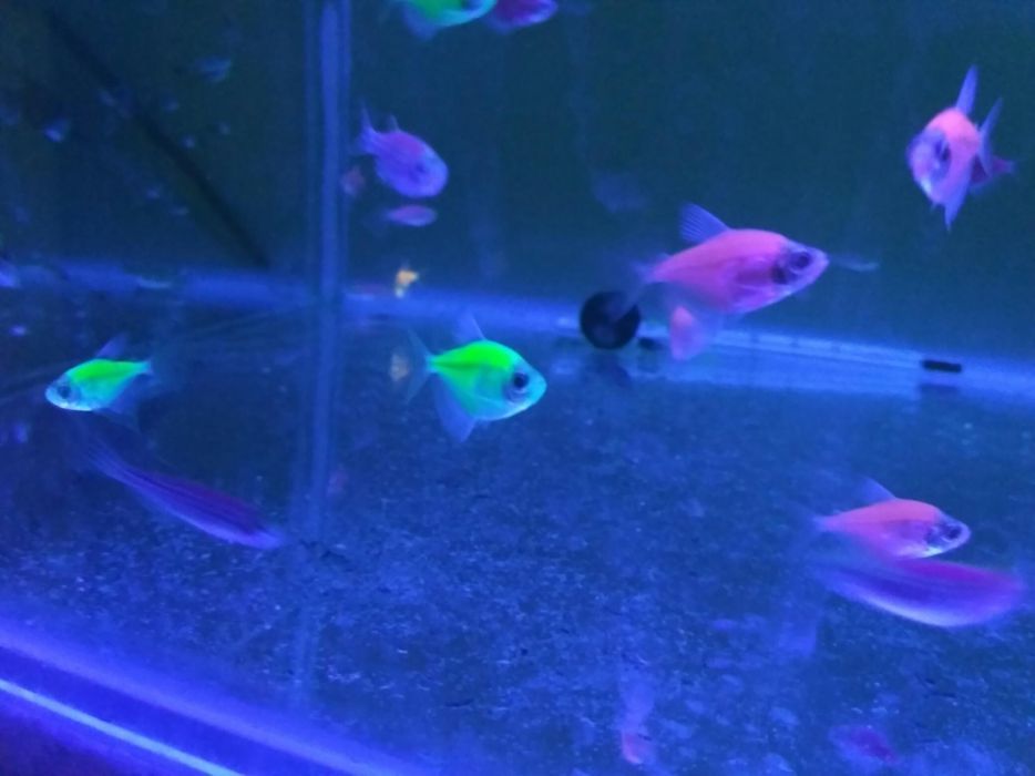 Тернеція Glofish