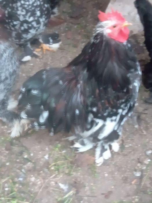 Кохінхіни півні 300 грн.