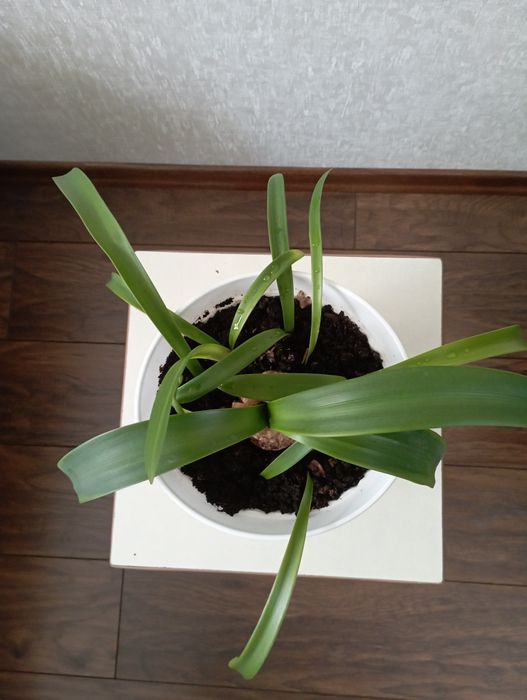 Цветок Амариллис