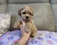 Cudowna, jedyna taka sunia Maltipoo F1- Pola