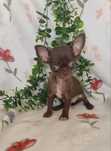Lindíssima mini mini Chihuahua/Chiuaua LinhagemRussa.