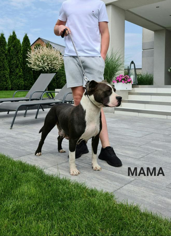 Amstaff American Staffordshire Terrier