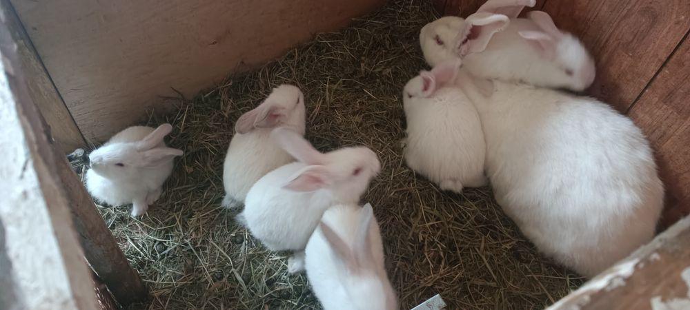 Króliki białe 2 miesięcznie