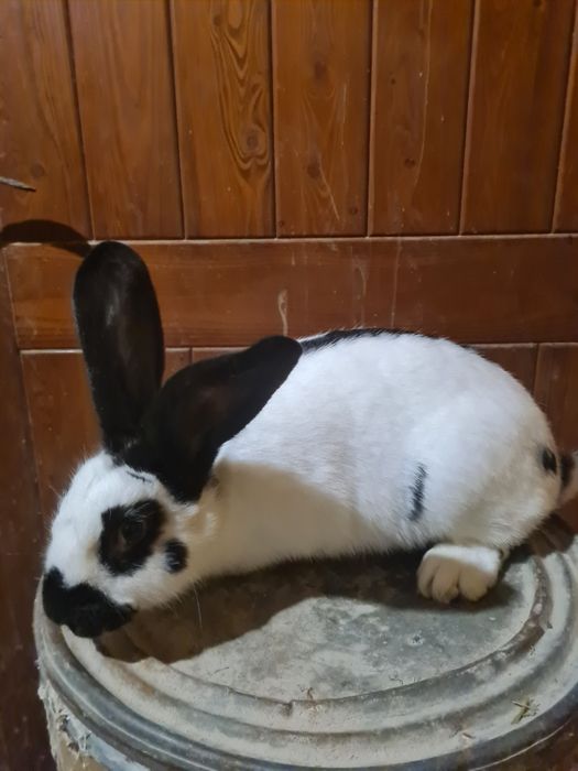 Samica srokacz sprzedam