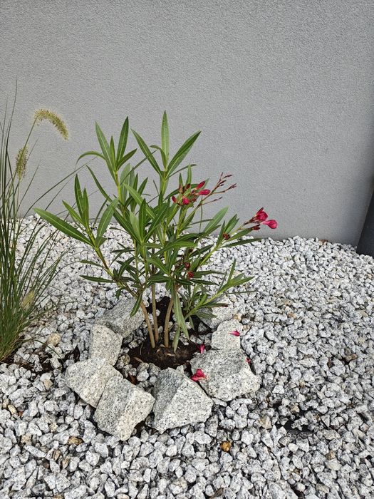 Różanecznik roślina 1 roczna
