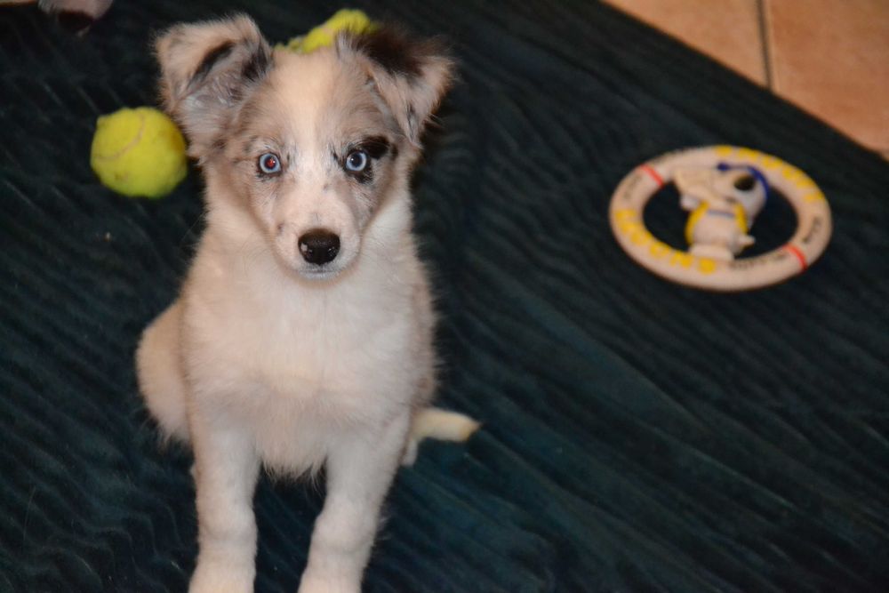 Border Collie suczka blue merle