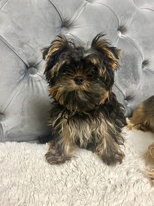 Красунчик міні-йорчик