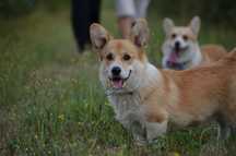 Szczenię Welsh Corgi Pembroke samiec