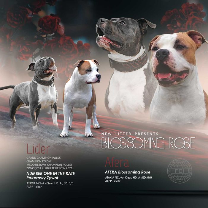 American Staffordshire terrier Amstaff ZKwP FCI
