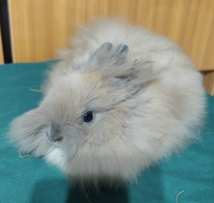 Karzełek Teddy, królik miniaturka