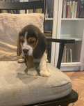 Szczeniak Beagle.