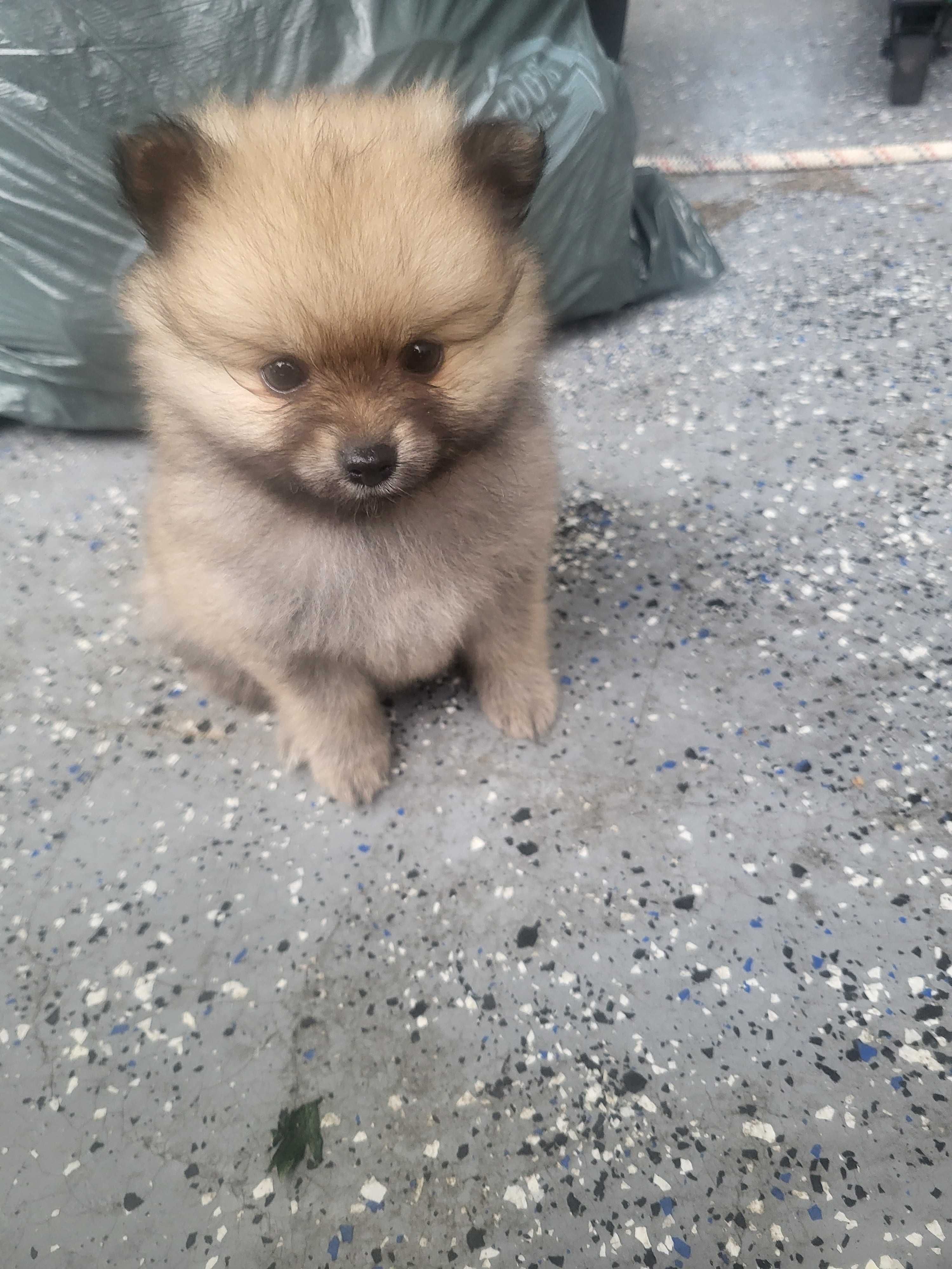 szpic miniaturowy pomeranian