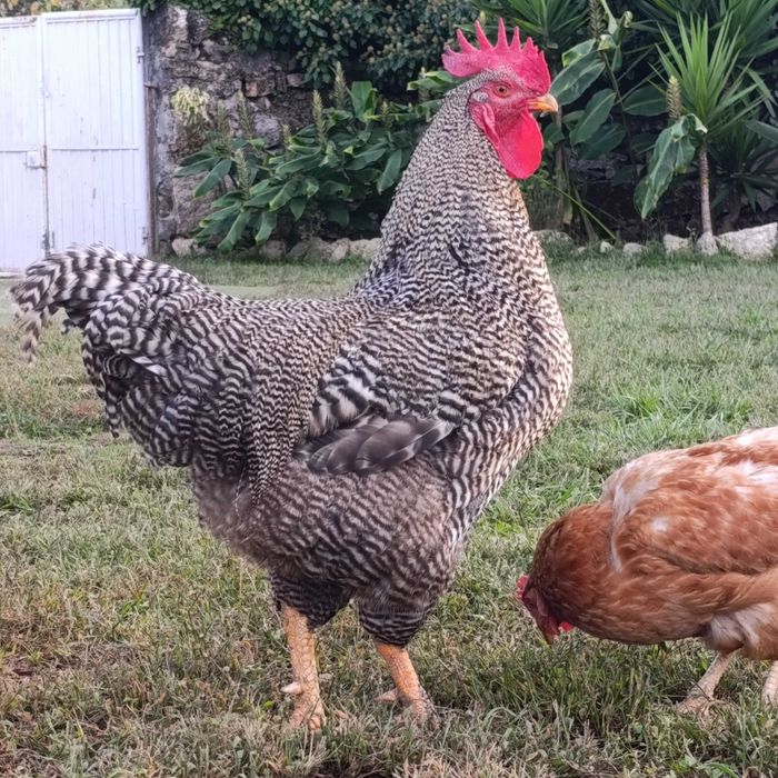 Galos perdês de vários tamanhos