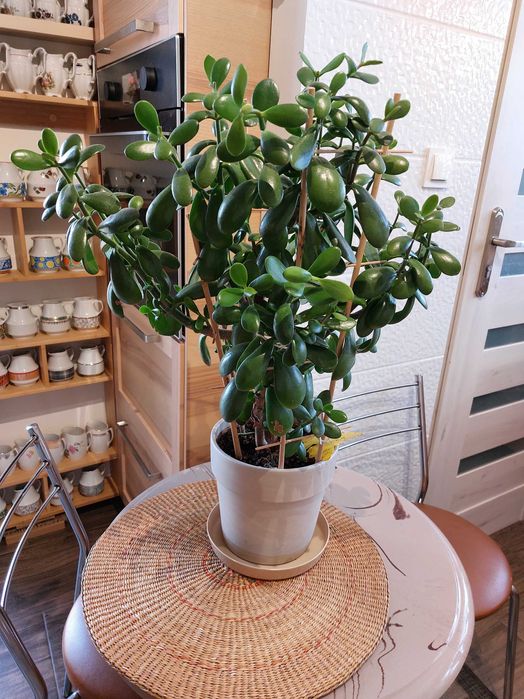 Drzewko szczęścia (grubosz jajowaty), dziesięcioletnie, dorodne