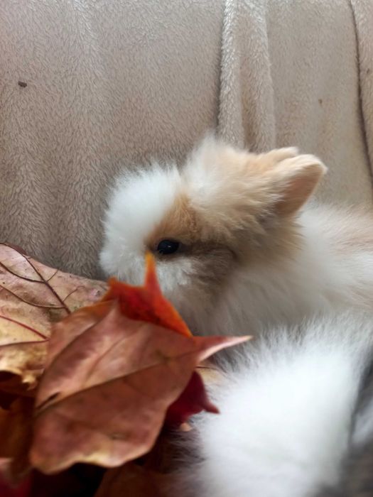 Króliczki rasy Teddy