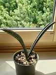 Sansevieria fischeri sansewieria kolekcjonerska