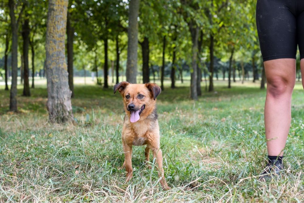 Majla-malutka ruda suczka czeka na cierpliwy dom