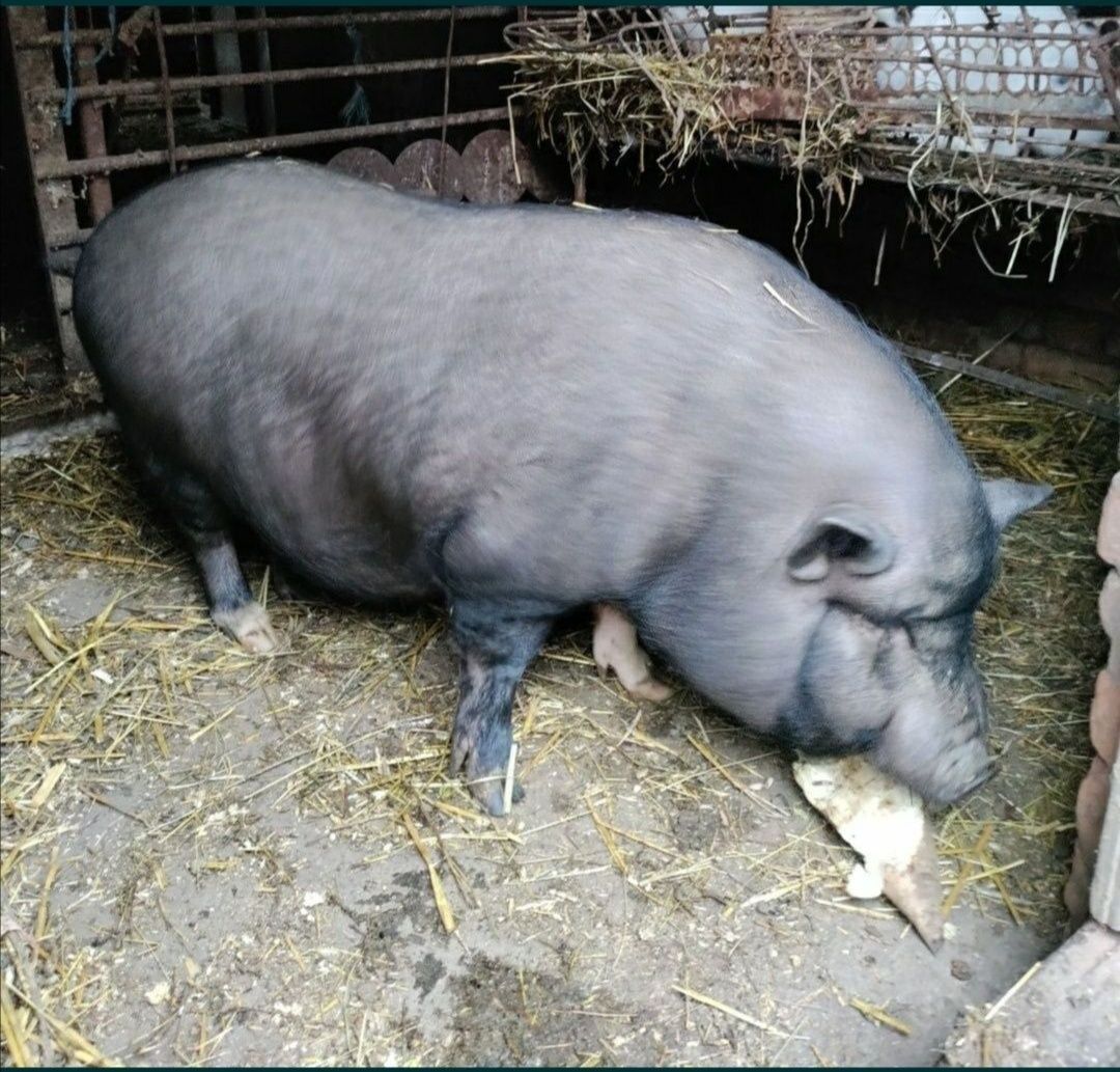 Свині корейські живою вагою