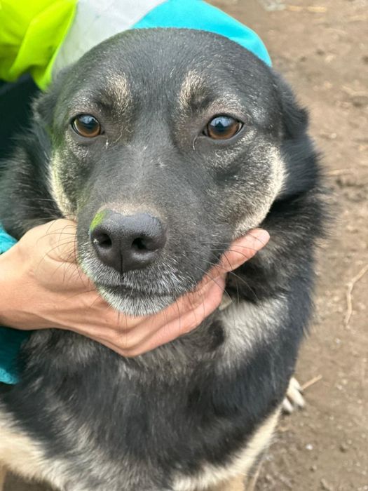 Собака девочка! Отдаем в добрые руки