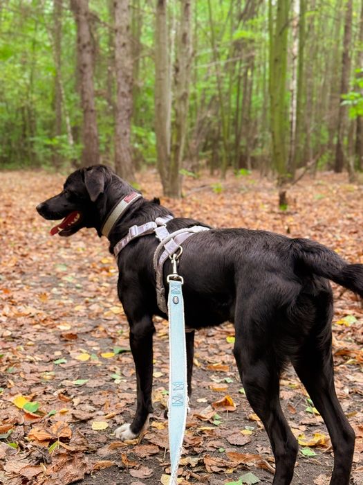Młody, aktywny pies w typie rasy labrador. Czarny, średniej wielkości.