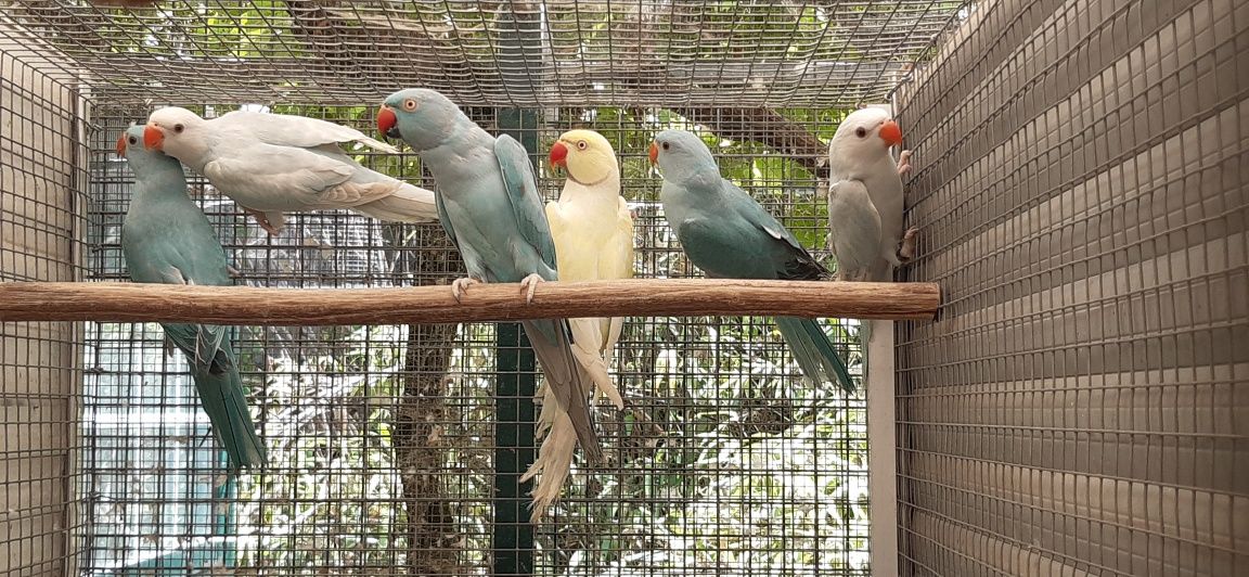 Ring Necks de diversas mutações