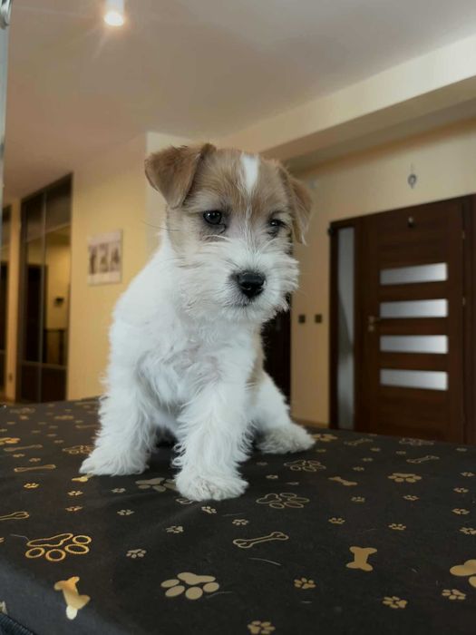 Jack Russell Terrier- piesek ZKwP FCI