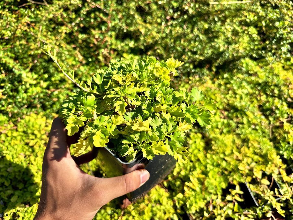 Złocień arktyczny 'Roseum' (Arctanthemum arcticum) Doniczka 2.0L