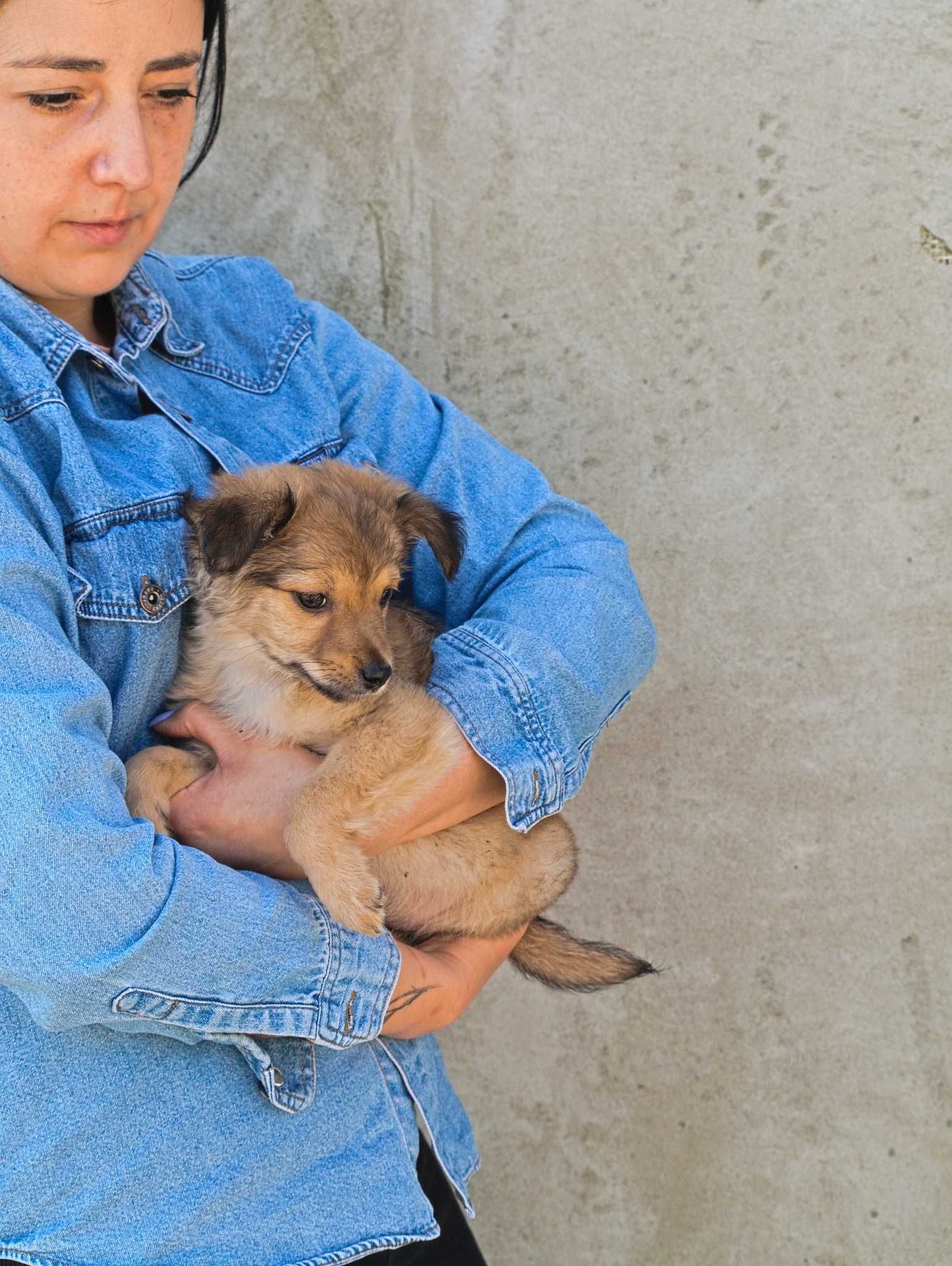 Chase - szczeniaczek, traci młodość w schronisku - do adopcji