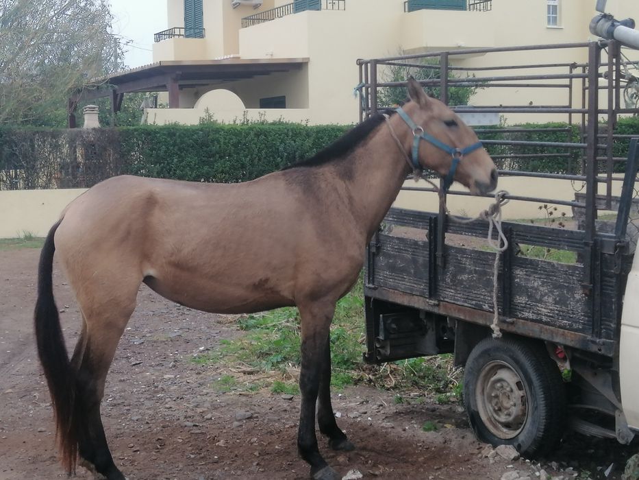 Poldra baía lusitana