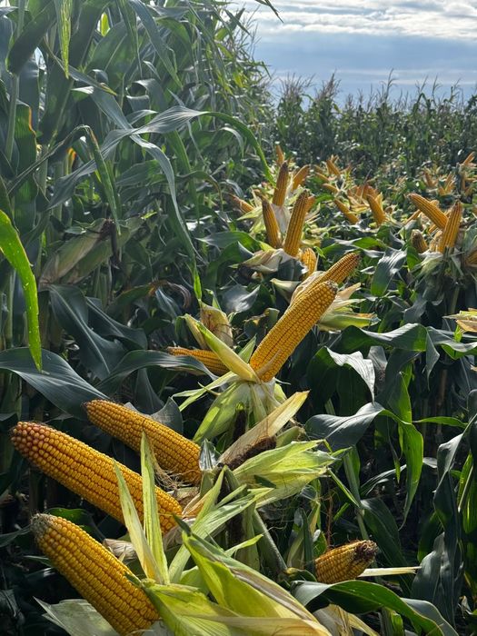 Kukurydza sucha dla kur, gołębi ptaków