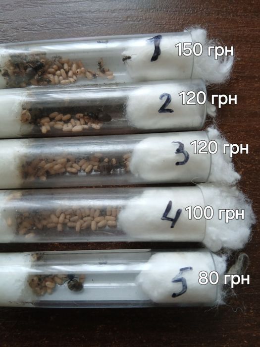 Муравьи Lasius niger