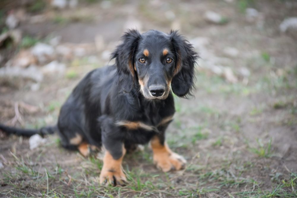 Чорненький хлопчик дш