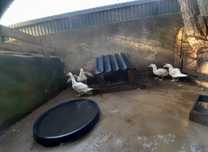 Pato mudo vende se 20€